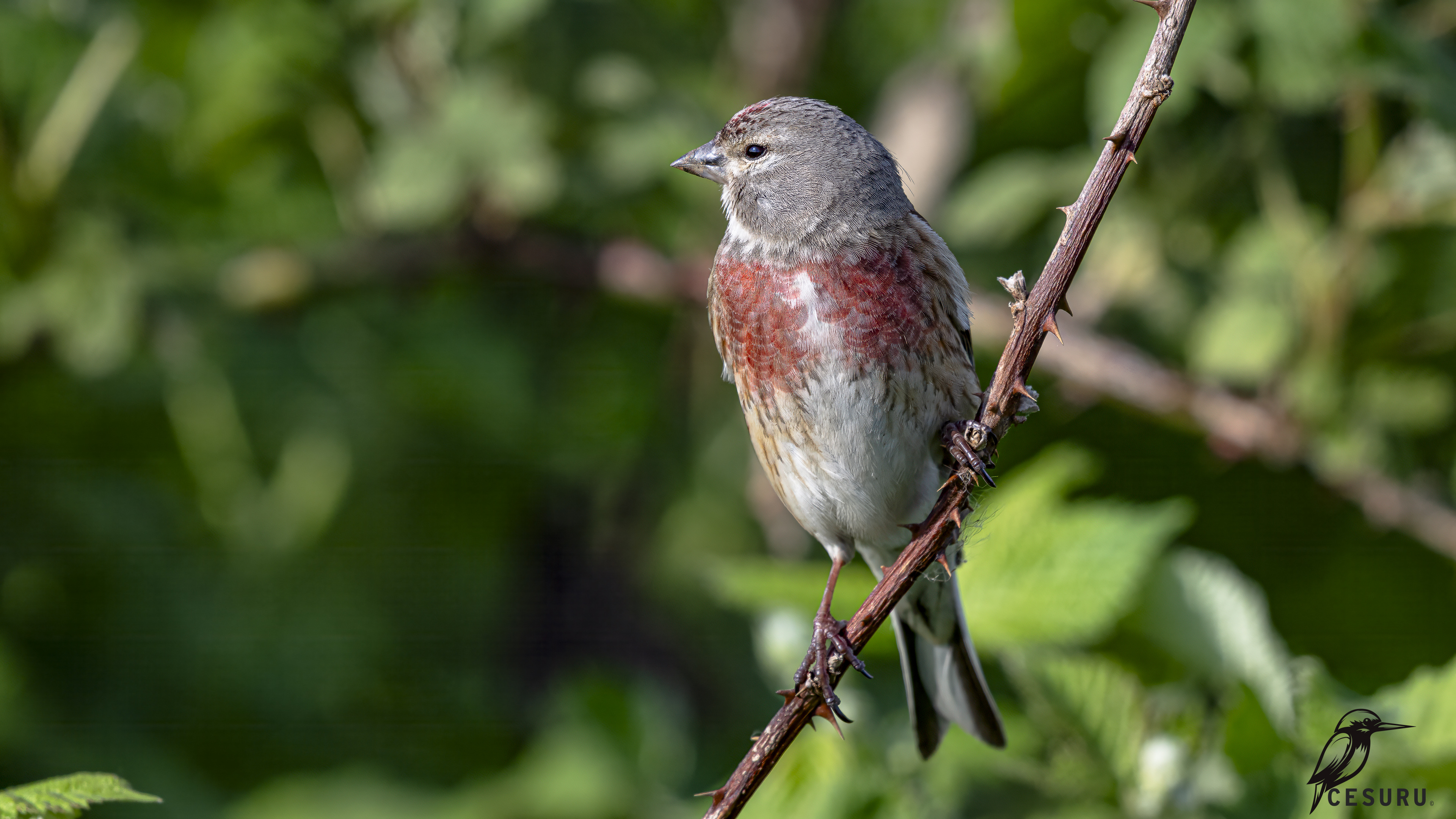 Eurasian Linnet